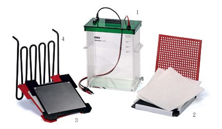 ����(l��)Trans-Blot Plus�D(zhu��n)ӡ��